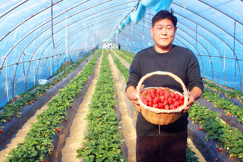 2025��ɽ�|��ݮ�a(ch��n)�I(y��)���(hu��)�A�M(m��n)���_(k��i)�����f���R�ϲ�ݮ�@��ժ�ý�(ji��ng)