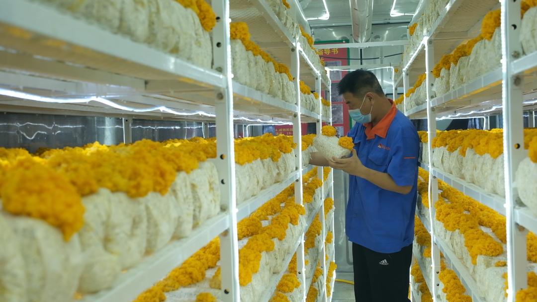 ɽ�|���f�����S�𡱮a(ch��n)�I(y��)����ġ������������Ƽ���(w��n)�a(ch��n)��